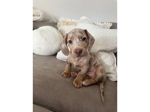 Üst kalite mini dachshund bebekler çiftliğimizden