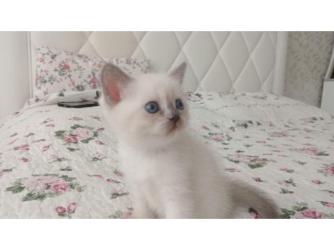 Saf kan british shorthair yavrular