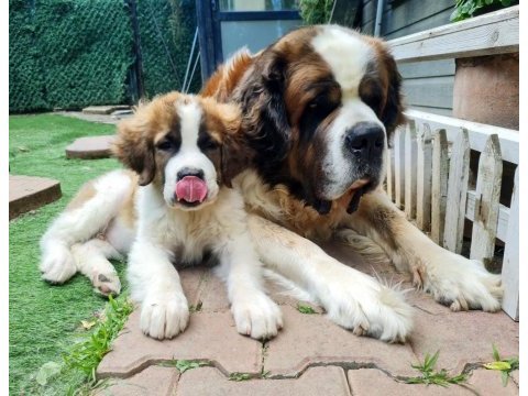 Saint bernard