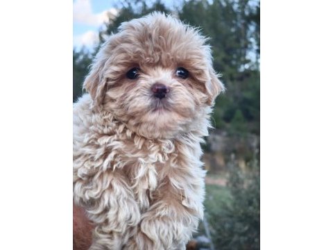 Anne altından maltipoo yavrular