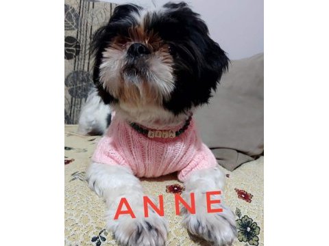 Ev ortamında büyüyen insana alışık shih tzu yavrular