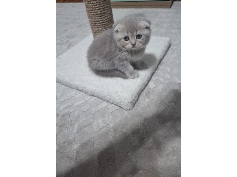 Kedimiz hakkında detaylı bilgi için mesaj atın