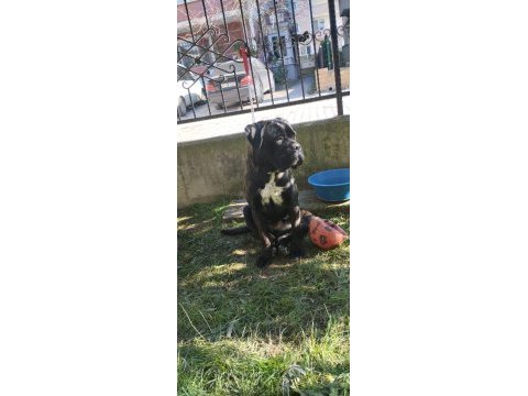 Safkan cane corso