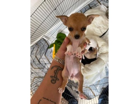 Safkan chihuahua yavrularımız