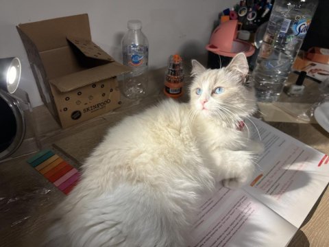Çiftleştirme safkan dişi ragdoll