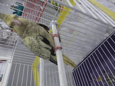 Satılık 3 aylık sultan papağanı