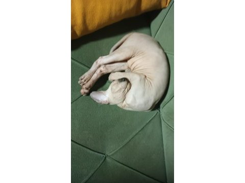 Anne altından sfenks yavruları