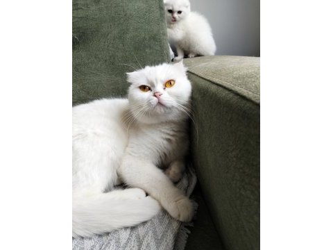 2 yaşında scottish fold beyaz