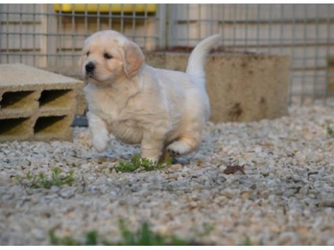 Golden retriever yavruları