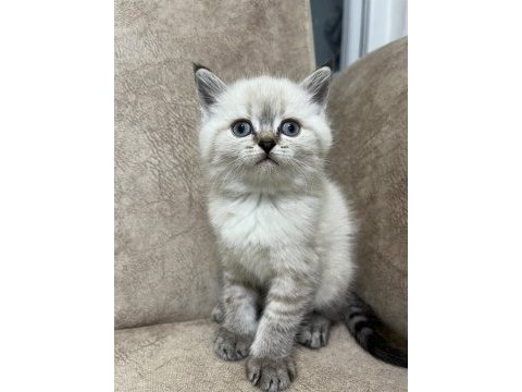 Safkan british shorthair ayı surat top kafa bebiş