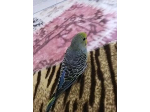 Hiçbir sağlık sorunu olmayan muhabbet kuşları