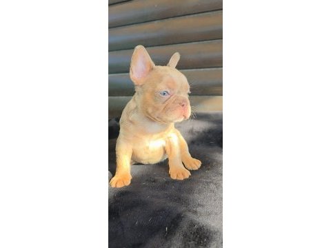 French bulldog 40 günlük yavru