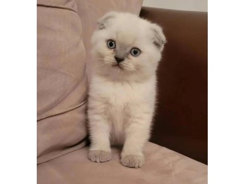 Koca kafalı scottish fold kızımız