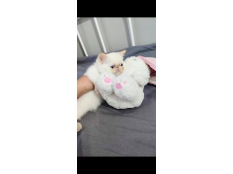 Exotic shorthair erkek