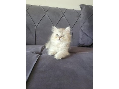 Silver british longhair kızımız yeni ailesini bekliyor