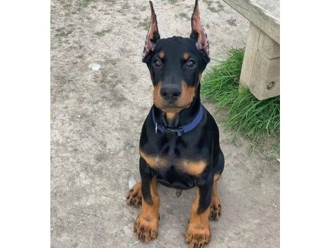 Heybetli estetikli doberman sağlık ve ırk garantili