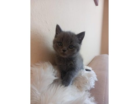 Sevimli minnoş kedicikler