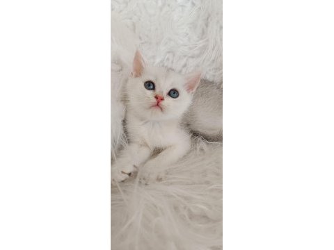 Golden british shorthair yavrular acil sahiplendirme