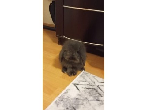 Ücretsiz hollanda lop tavşanı (istanbul içi)