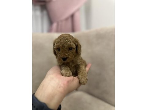 Kore toy poodle