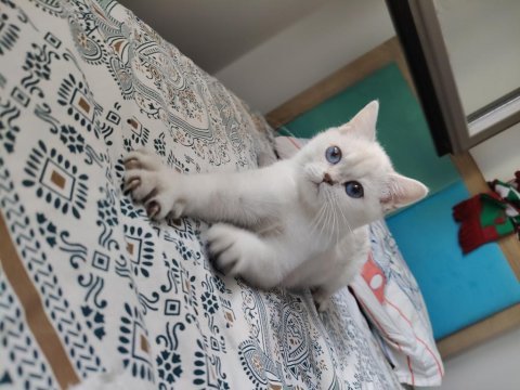 Safkan sağlıklı uysal bebek kediler