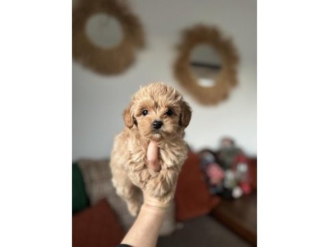 Kore maltipoo teacup bebeğim
