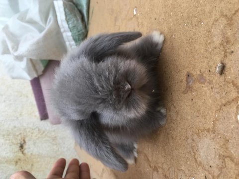 Hollanda lop tavşanı blue