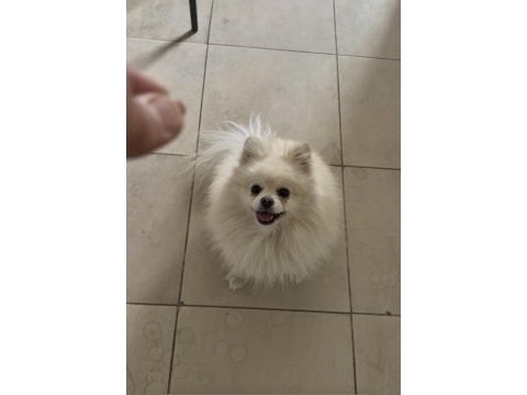 En uygun aşılı pomeranian