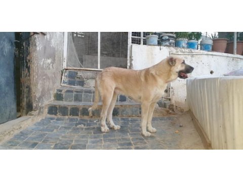 Türk çoban köpeği 2 yaşında kangal köpeği