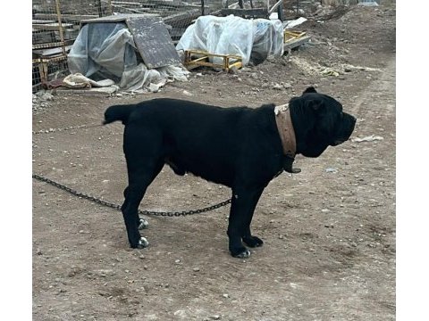 Cane corso yavrularımız