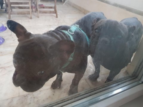 Leo ve golge french bulldog
