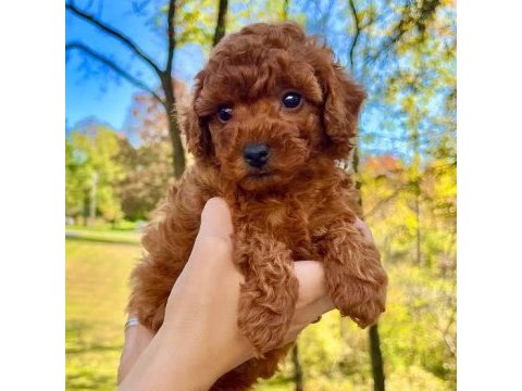 A kalite toy poodle yavrular