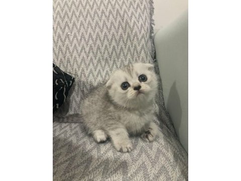 Scottish fold ( kırık kulak ) british ( dik kulak )