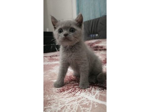 Lilak renginde british shorthair