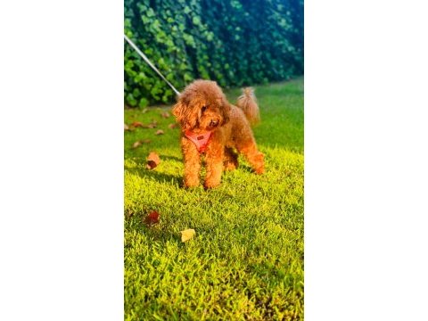 Gerçek bir toy poodle