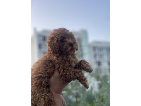 Efsane poodle yavrularım