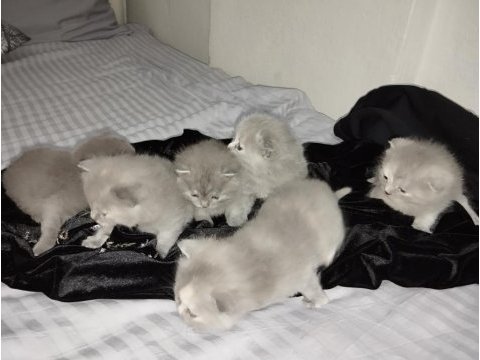 Scottish fold yavruları 25 günlük