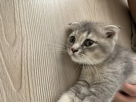 Scottish fold kedilerimiz