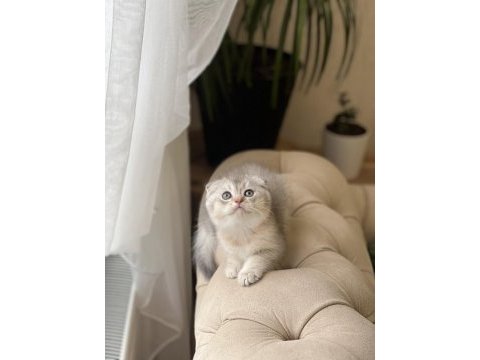 Sıfır kulak scottish fold yavrum