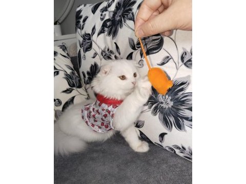 Scottish fold beyaz