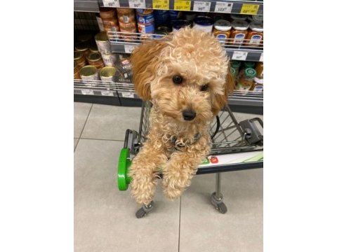 Yetişkin toy poodle köpeklerimiz