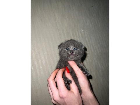 Ev ortamında büyüyen scottish fold yavrum