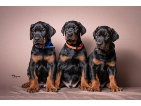 Üst kalite doberman bebeklerim