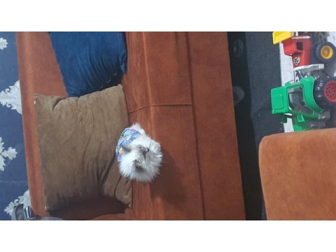 Ragdoll kedime yeni yuva arıyorum