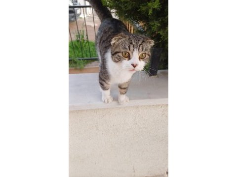 Sokağa atılan cins erkek kedimiz