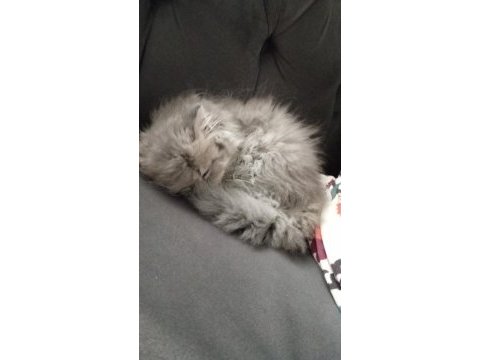 4 aylık dişi british longhair kedimiz