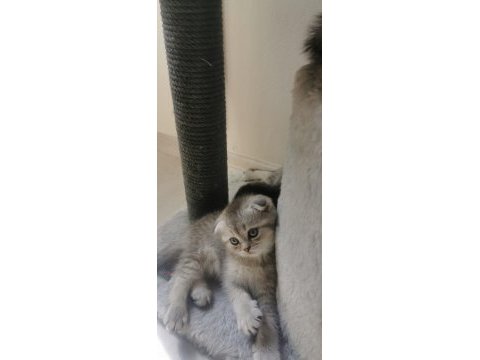 A kalite scottish fold ve british shorthair yavrular
