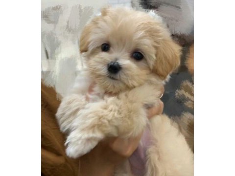 Renk renk maltipoo bebekler