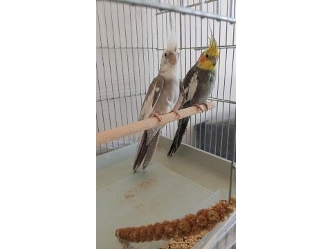 1 dişi 1 erkek 1 yaşında sultan papağanlar