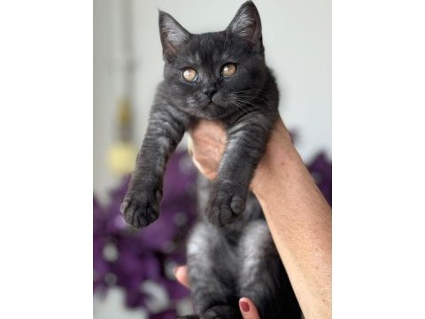 3 aylık erkek british shorthair